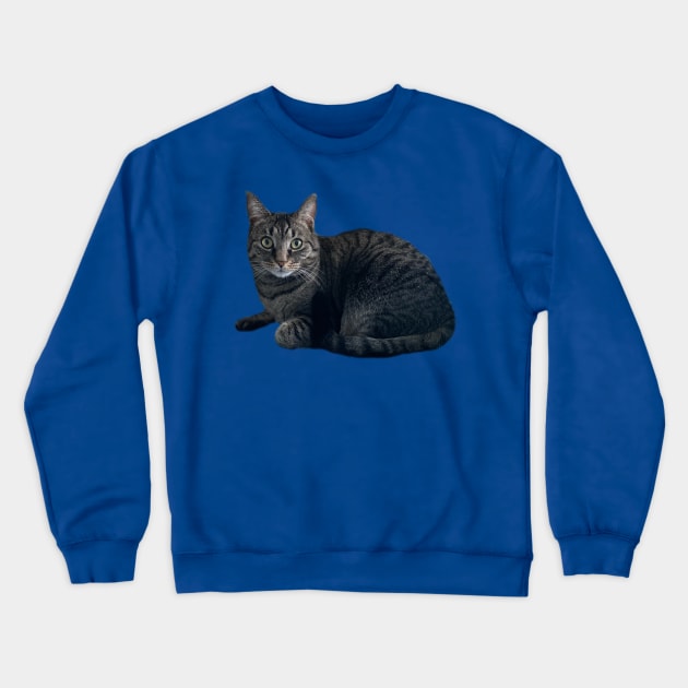 Tabby Cutie Crewneck Sweatshirt by Amanda1775